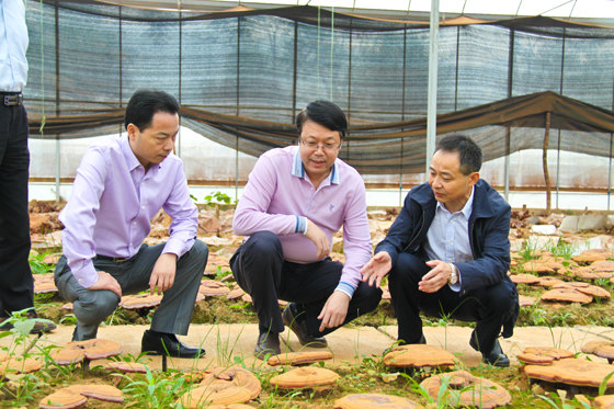 杭州亞運(yùn)會官方靈芝產(chǎn)品供應(yīng)商|杭州亞運(yùn)會官方供應(yīng)商|中國靈芝十大品牌|仙客來靈芝|仙客來靈芝破壁孢子粉|仙客來孢子油|仙客來靈芝飲片|仙客來破壁孢子粉|靈芝孢子油|孢子粉|靈芝破壁孢子粉|靈芝|中華老字號