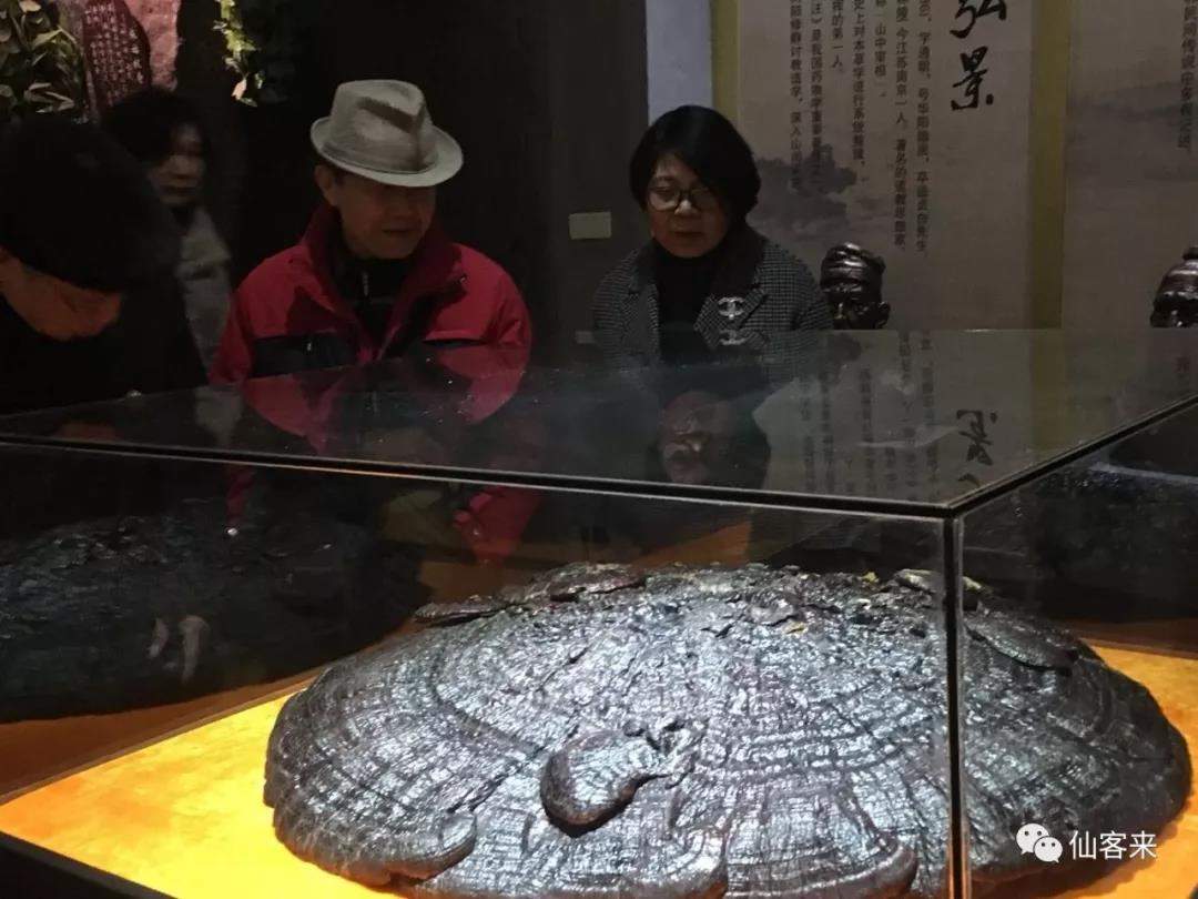 中國靈芝十大品牌|仙客來靈芝|仙客來靈芝破壁孢子粉|仙客來孢子油|仙客來靈芝飲片|仙客來破壁孢子粉|仙客來靈芝中藥飲片|馳名商標(biāo)|m.whsy100.cn|