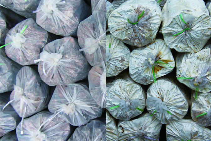 接種萌發(fā)|仙客來靈芝|中國靈芝十大品牌|中國馳名商標|中國首家靈芝全產業(yè)鏈可視工廠