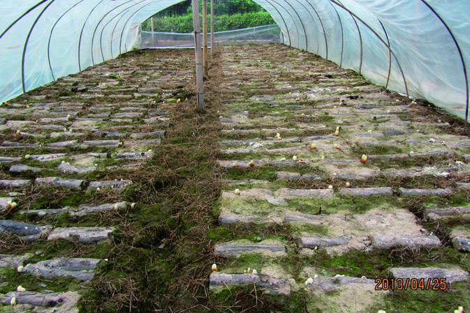 覆土后|仙客來靈芝|中國靈芝十大品牌|中國馳名商標|中國首家靈芝全產業(yè)鏈可視工廠