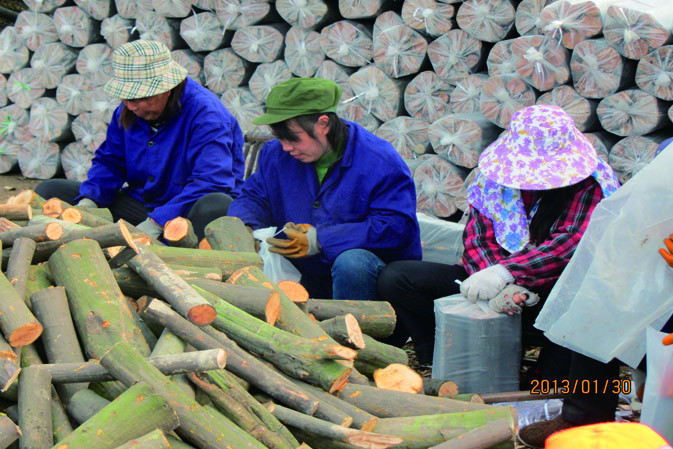 人工裝袋|仙客來靈芝|中國靈芝十大品牌|中國馳名商標|中國首家靈芝全產業(yè)鏈可視工廠