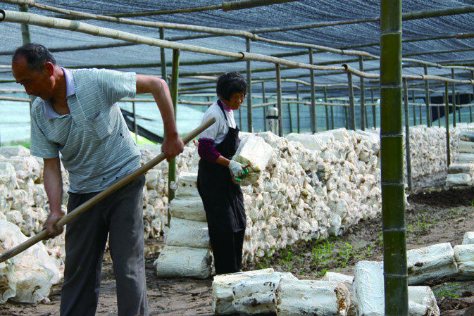 人工覆土|仙客來靈芝|中國靈芝十大品牌|中國馳名商標|中國首家靈芝全產業(yè)鏈可視工廠