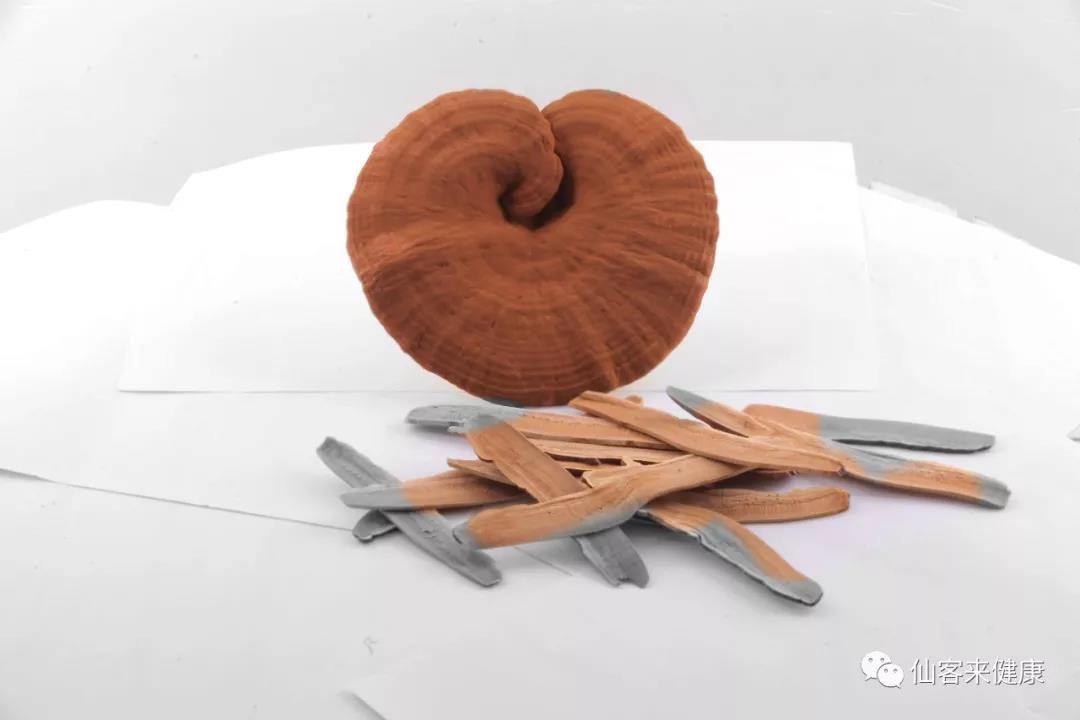 中國靈芝十大品牌|仙客來靈芝|仙客來靈芝破壁孢子粉|仙客來孢子油|仙客來靈芝飲片|仙客來破壁孢子粉|仙客來靈芝中藥飲片|馳名商標(biāo)|m.whsy100.cn|