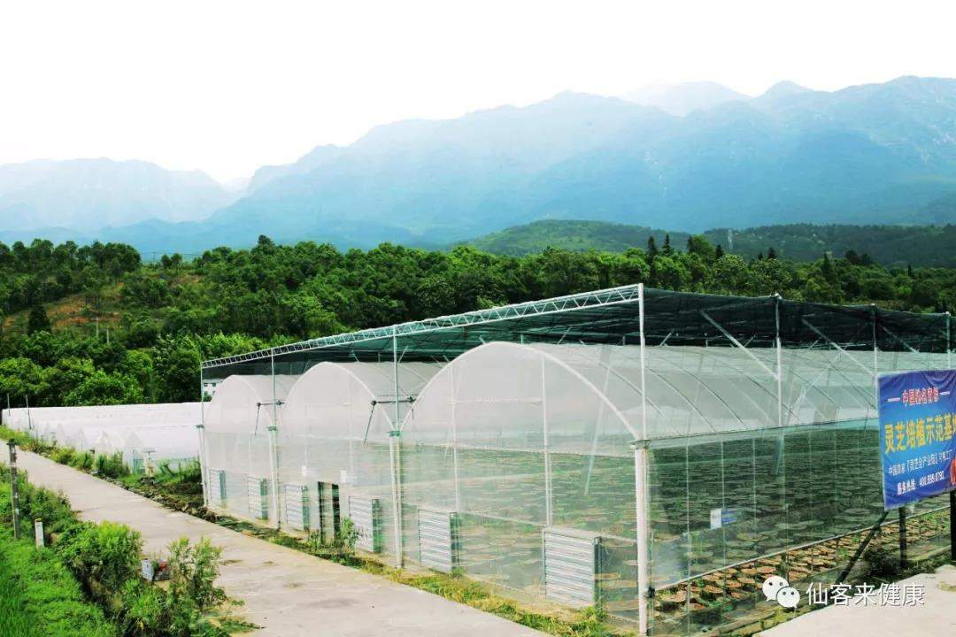 中國靈芝十大品牌|仙客來靈芝|仙客來靈芝破壁孢子粉|仙客來孢子油|仙客來靈芝飲片|仙客來破壁孢子粉|仙客來靈芝中藥飲片|馳名商標(biāo)|m.whsy100.cn|