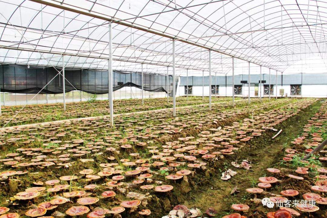 中國靈芝十大品牌|仙客來靈芝|仙客來靈芝破壁孢子粉|仙客來孢子油|仙客來靈芝飲片|仙客來破壁孢子粉|仙客來靈芝中藥飲片|馳名商標(biāo)|m.whsy100.cn|