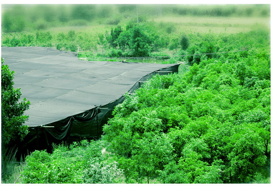 中國靈芝十大品牌|仙客來靈芝|仙客來靈芝破壁孢子粉|仙客來孢子油|仙客來靈芝飲片|仙客來破壁孢子粉|仙客來靈芝中藥飲片|馳名商標|m.whsy100.cn|