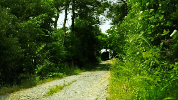 中國靈芝十大品牌|仙客來靈芝|仙客來靈芝破壁孢子粉|仙客來孢子油|仙客來靈芝飲片|仙客來破壁孢子粉|仙客來靈芝中藥飲片|馳名商標|m.whsy100.cn|