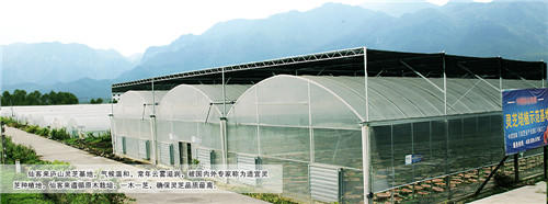 中國靈芝十大品牌|仙客來靈芝|仙客來靈芝破壁孢子粉|仙客來孢子油|仙客來靈芝飲片|仙客來破壁孢子粉|仙客來靈芝中藥飲片|馳名商標(biāo)|m.whsy100.cn|