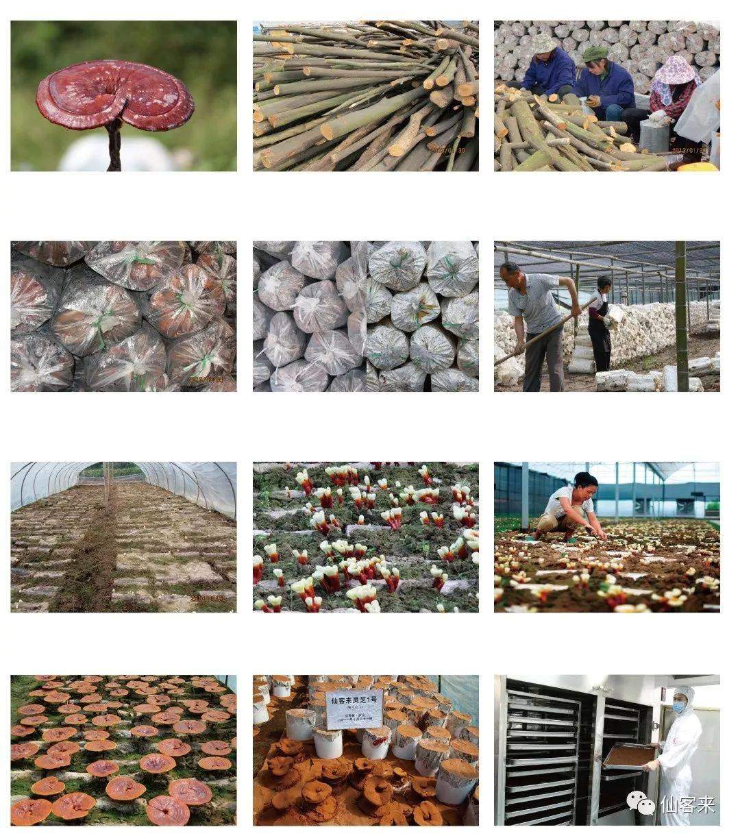 中國靈芝十大品牌|仙客來靈芝|仙客來靈芝破壁孢子粉|仙客來孢子油|仙客來靈芝飲片|仙客來破壁孢子粉|仙客來靈芝中藥飲片|馳名商標(biāo)|m.whsy100.cn|