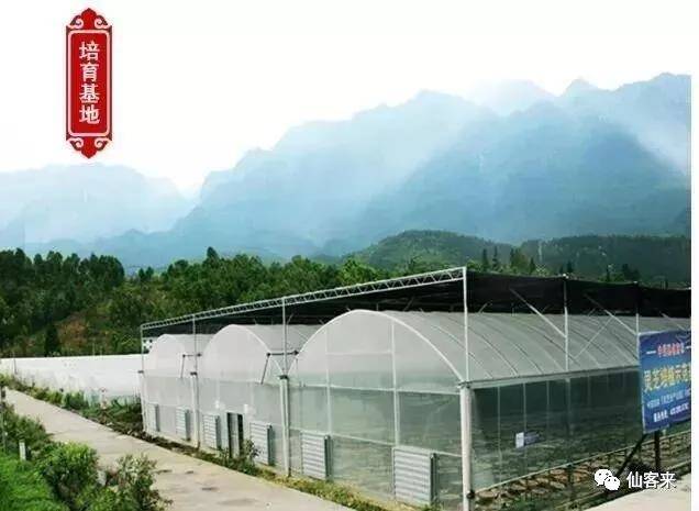 中國靈芝十大品牌|仙客來靈芝|仙客來靈芝破壁孢子粉|仙客來孢子油|仙客來靈芝飲片|仙客來破壁孢子粉|仙客來靈芝中藥飲片|馳名商標|m.whsy100.cn|