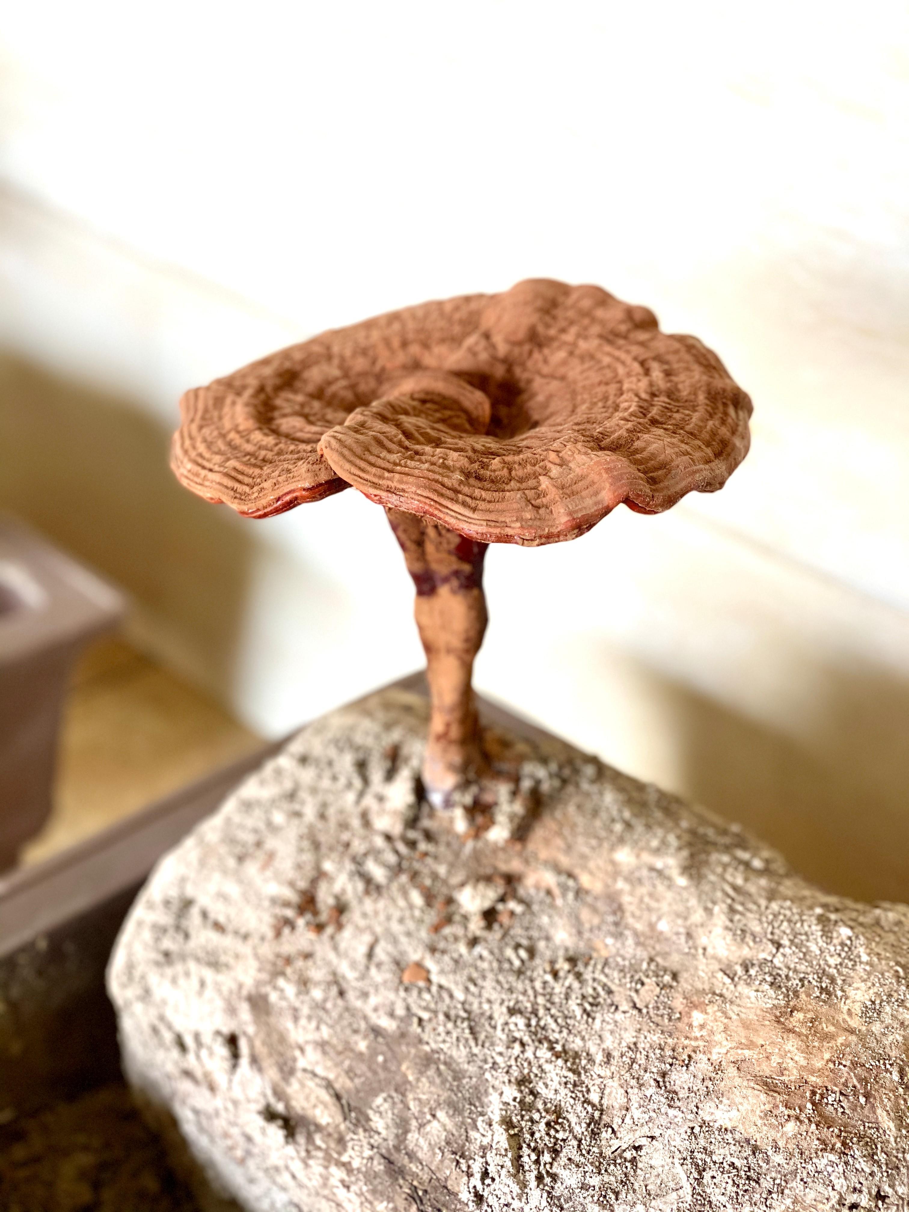 杭州亞運會官方靈芝產(chǎn)品供應商|杭州亞運會官方供應商|中國靈芝十大品牌|仙客來靈芝|仙客來靈芝破壁孢子粉|仙客來孢子油|仙客來靈芝飲片|仙客來破壁孢子粉|靈芝孢子油|孢子粉|靈芝破壁孢子粉|靈芝|中華老字號