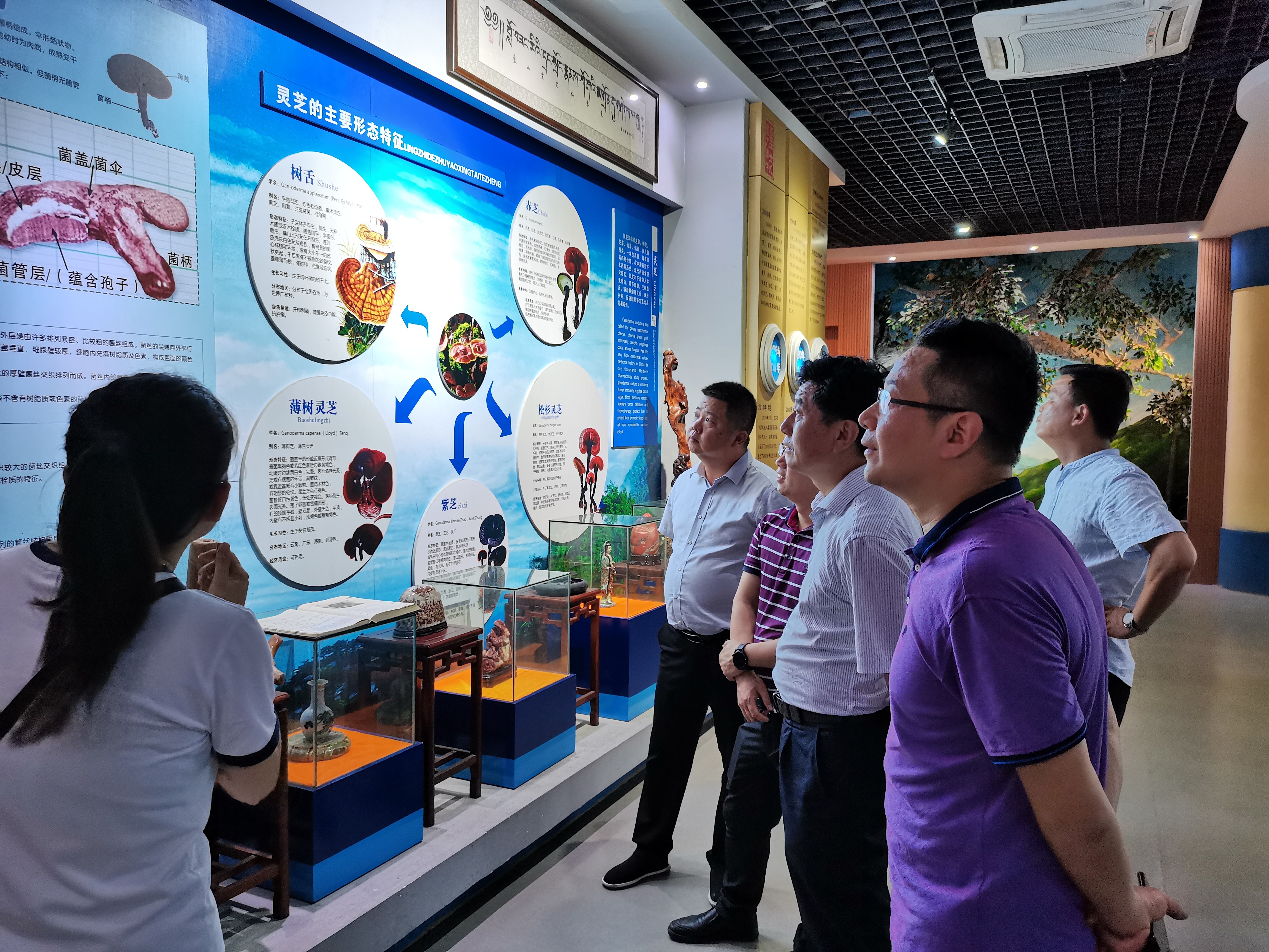 杭州亞運會官方靈芝產(chǎn)品供應商|杭州亞運會官方供應商|中國靈芝十大品牌|仙客來靈芝|仙客來靈芝破壁孢子粉|仙客來孢子油|仙客來靈芝飲片|仙客來破壁孢子粉|靈芝孢子油|孢子粉|靈芝破壁孢子粉|靈芝|中華老字號