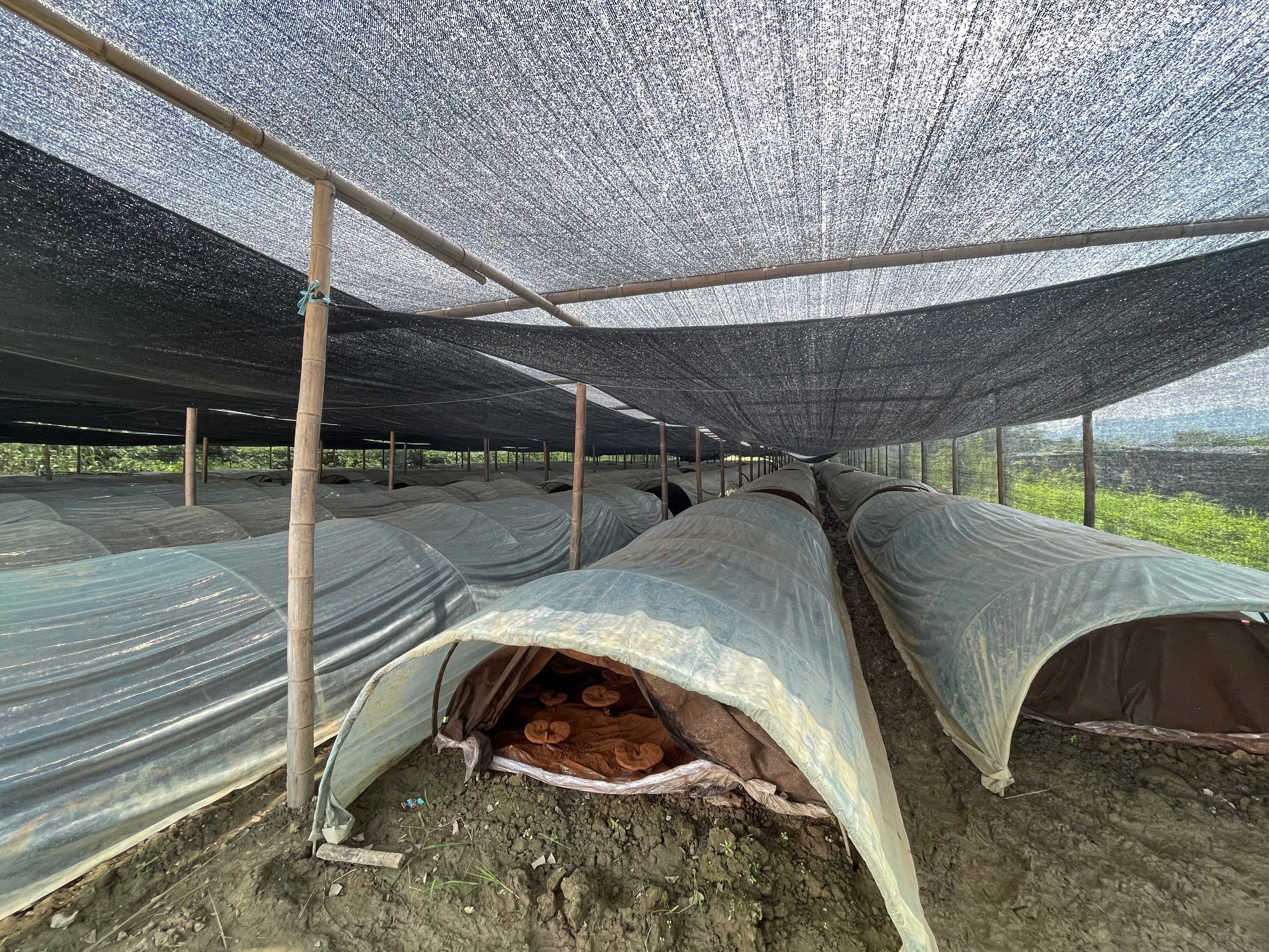 杭州亞運會官方靈芝產(chǎn)品供應(yīng)商|杭州亞運會官方供應(yīng)商|中國靈芝十大品牌|仙客來靈芝|仙客來靈芝破壁孢子粉|仙客來孢子油|仙客來靈芝飲片|仙客來破壁孢子粉|靈芝孢子油|孢子粉|靈芝破壁孢子粉|靈芝|中華老字號