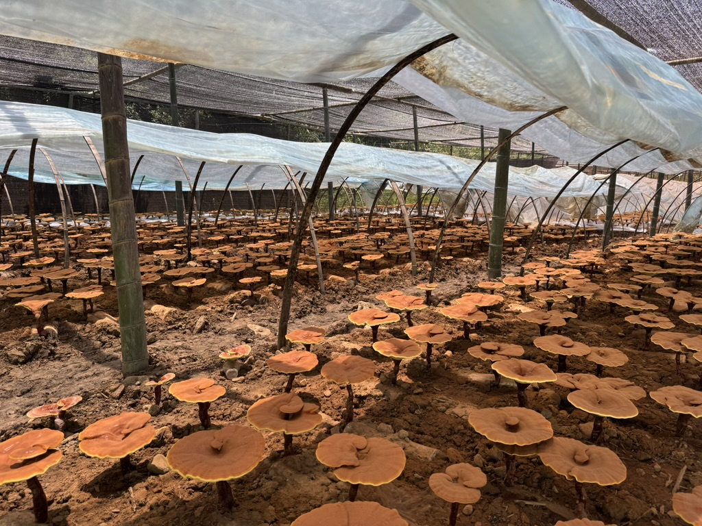 杭州亞運會官方靈芝產(chǎn)品供應商|杭州亞運會官方供應商|中國靈芝十大品牌|仙客來靈芝|仙客來靈芝破壁孢子粉|仙客來孢子油|仙客來靈芝飲片|仙客來破壁孢子粉|靈芝孢子油|孢子粉|靈芝破壁孢子粉|靈芝|中華老字號