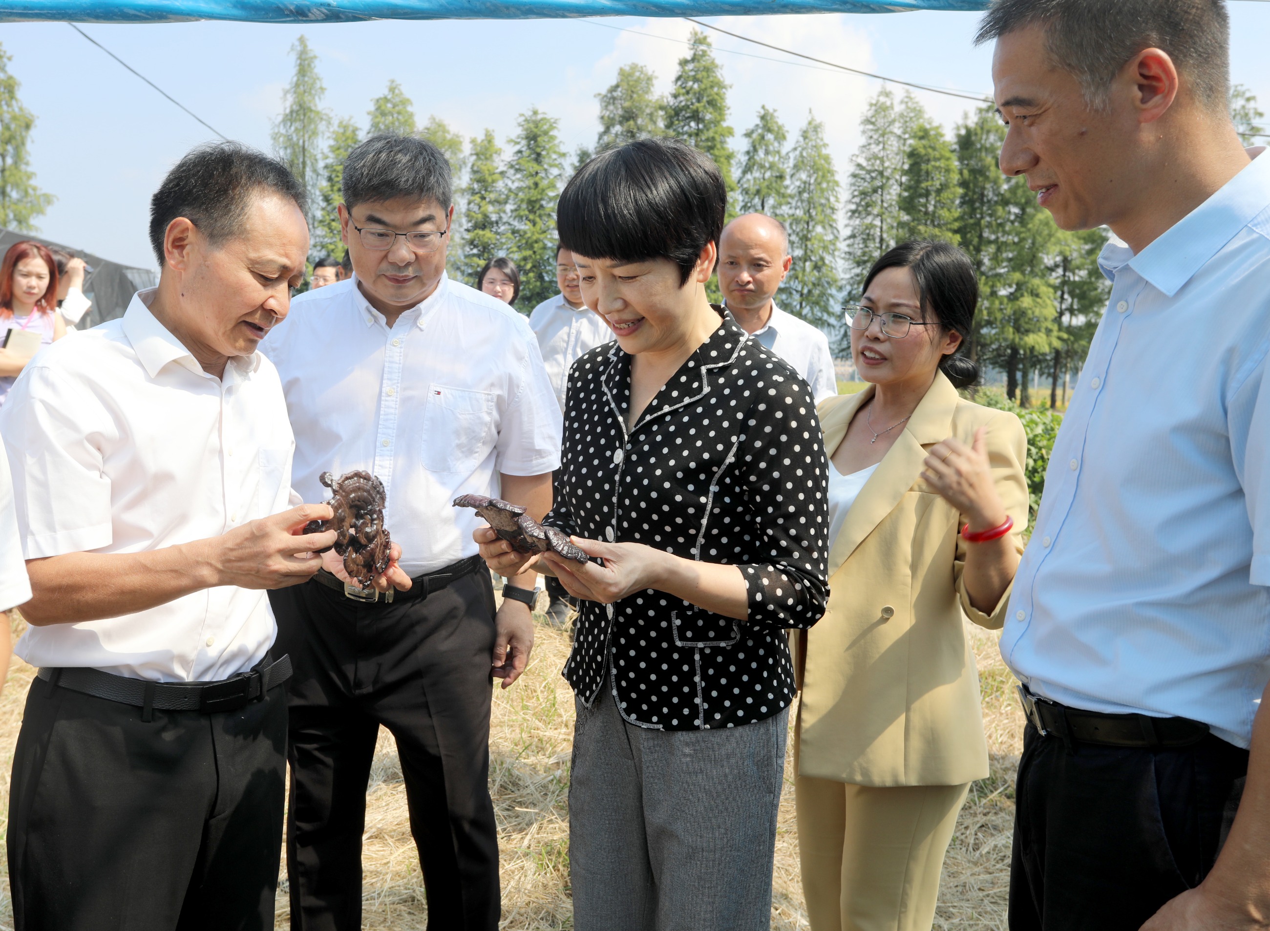 杭州亞運會官方靈芝產(chǎn)品供應(yīng)商|杭州亞運會官方供應(yīng)商|中國靈芝十大品牌|仙客來靈芝|仙客來靈芝破壁孢子粉|仙客來孢子油|仙客來靈芝飲片|仙客來破壁孢子粉|靈芝孢子油|孢子粉|靈芝破壁孢子粉|靈芝|中華老字號