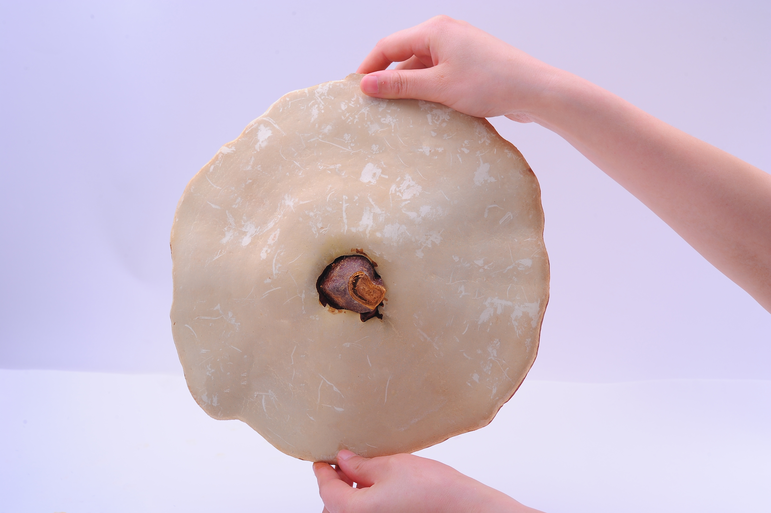 杭州亞運會官方靈芝產(chǎn)品供應(yīng)商|杭州亞運會官方供應(yīng)商|中國靈芝十大品牌|仙客來靈芝|仙客來靈芝破壁孢子粉|仙客來孢子油|仙客來靈芝飲片|仙客來破壁孢子粉|靈芝孢子油|孢子粉|靈芝破壁孢子粉|靈芝|中華老字號