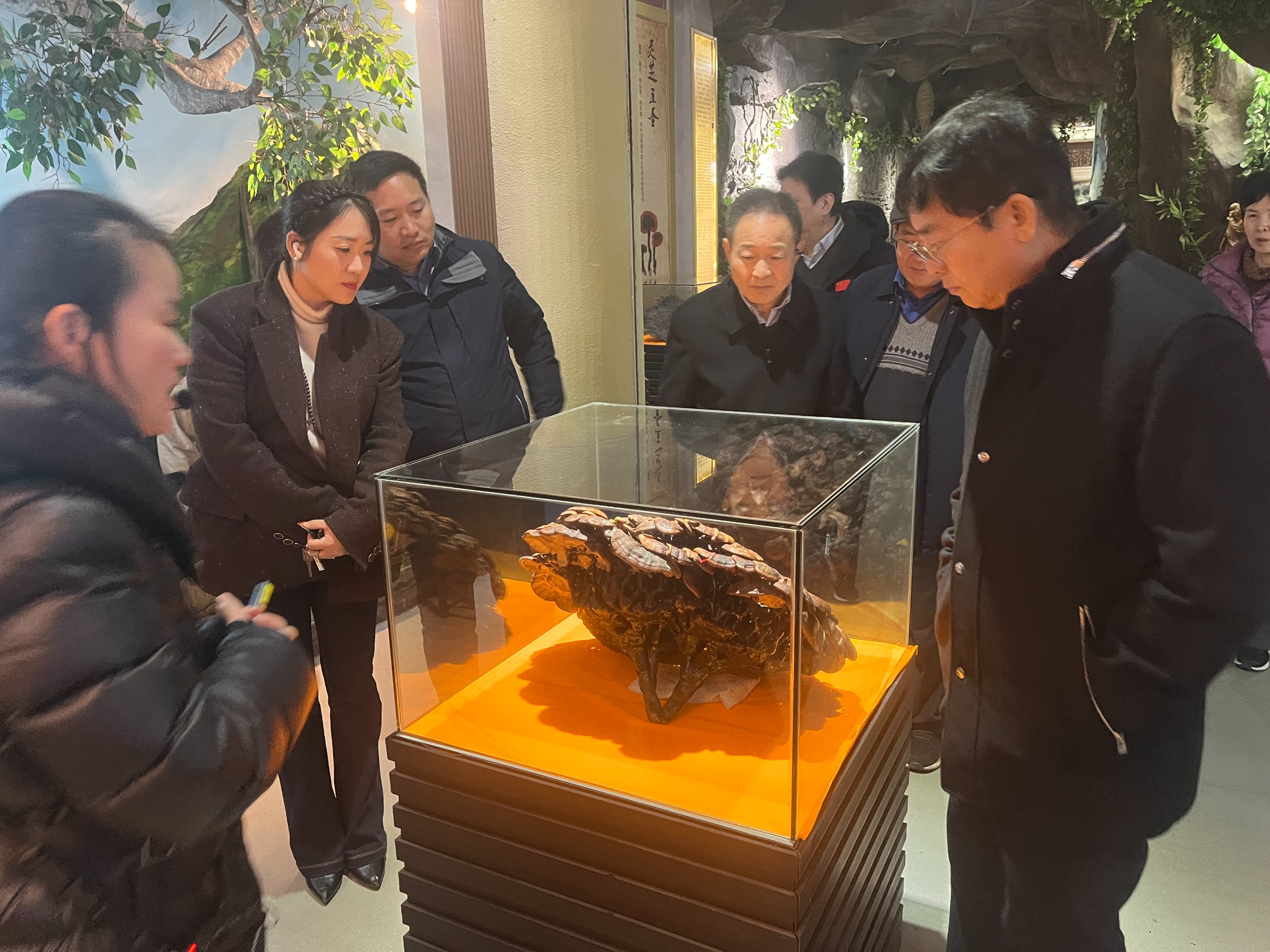 杭州亞運會官方靈芝產(chǎn)品供應(yīng)商|杭州亞運會官方供應(yīng)商|中國靈芝十大品牌|仙客來靈芝|仙客來靈芝破壁孢子粉|仙客來孢子油|仙客來靈芝飲片|仙客來破壁孢子粉|靈芝孢子油|孢子粉|靈芝破壁孢子粉|靈芝|中華老字號