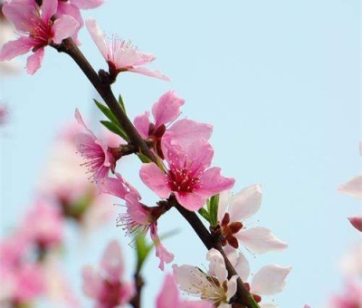 清明小長(zhǎng)假謹(jǐn)防疫情！健康長(zhǎng)壽請(qǐng)謹(jǐn)記這“三個(gè)字”