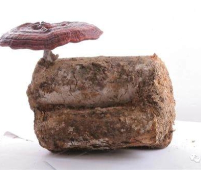 小滿時節(jié)脾胃失調(diào)，如何養(yǎng)生才健康？