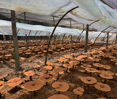 共同見證！首屆靈芝日慶典暨仙客來與北京大學(xué)醫(yī)學(xué)部科研成果發(fā)布會舉行