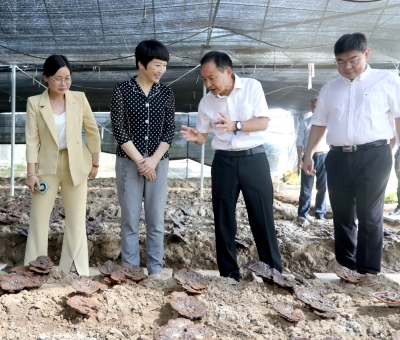 江西省委常委、宣傳部部長盧小青深入廬山市通書院村靈芝基地調(diào)研